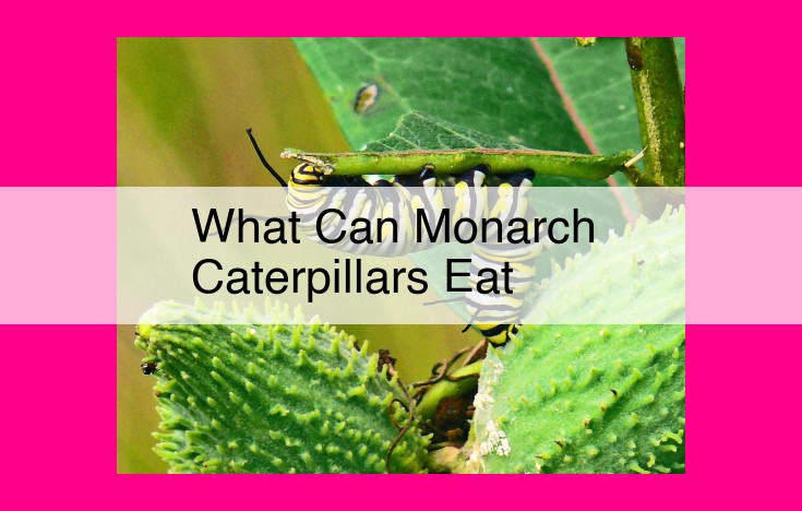 what can monarch caterpillars eat