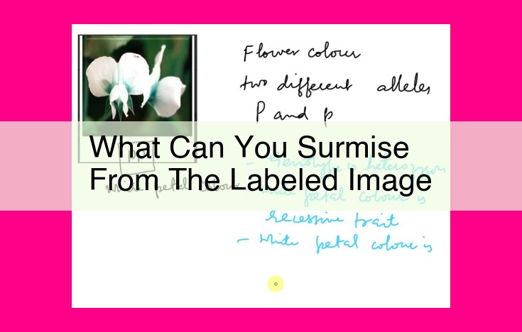 what can you surmise from the labeled image