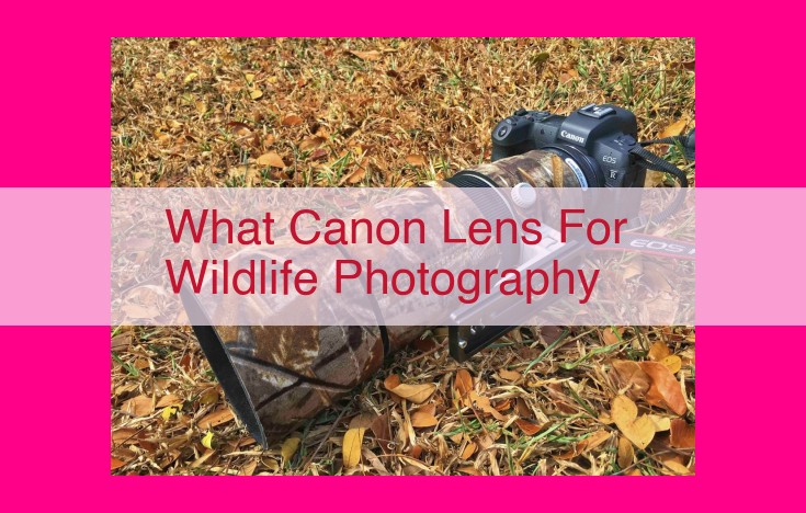 what canon lens for wildlife photography