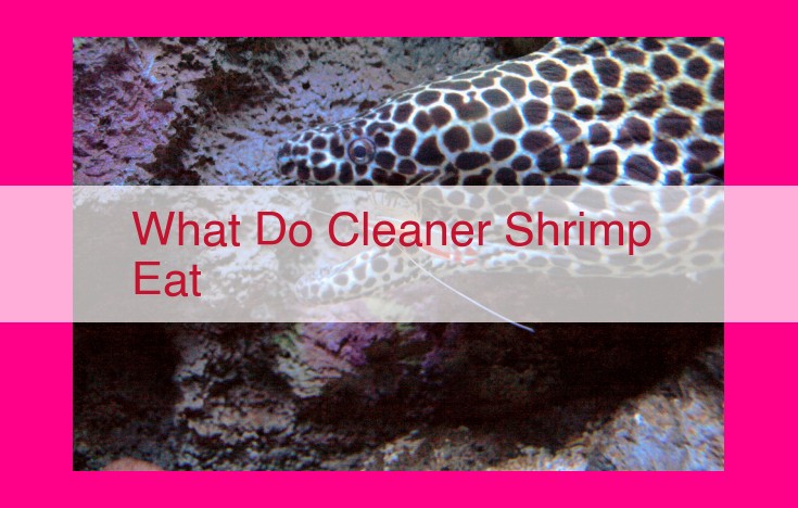 what do cleaner shrimp eat