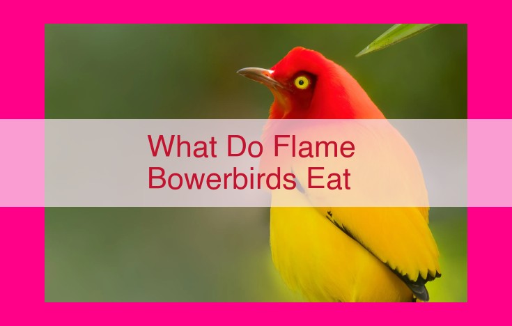 what do flame bowerbirds eat