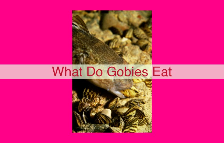 what do gobies eat