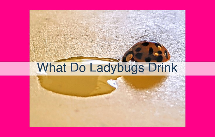 what do ladybugs drink