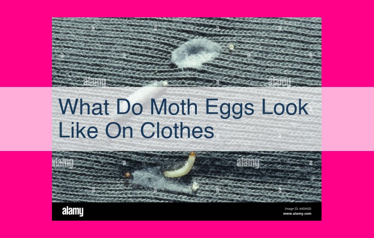 what do moth eggs look like on clothes