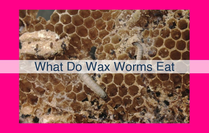 what do wax worms eat