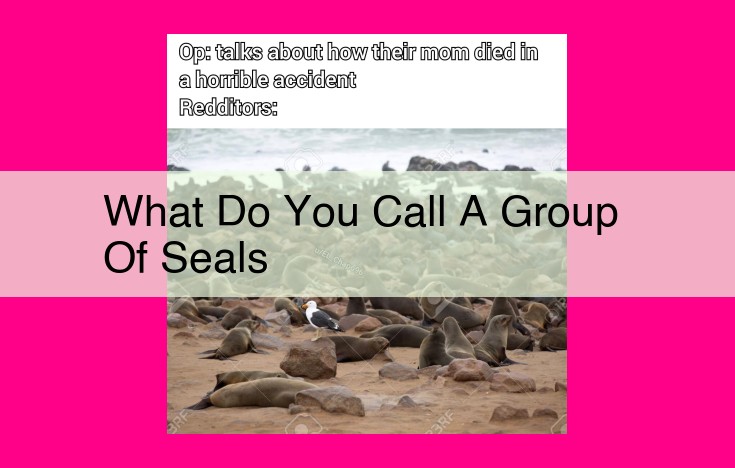 what do you call a group of seals