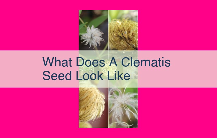 what does a clematis seed look like