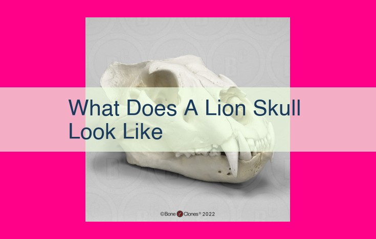 what does a lion skull look like