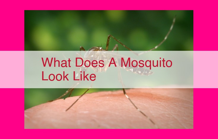 what does a mosquito look like