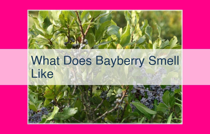 what does bayberry smell like