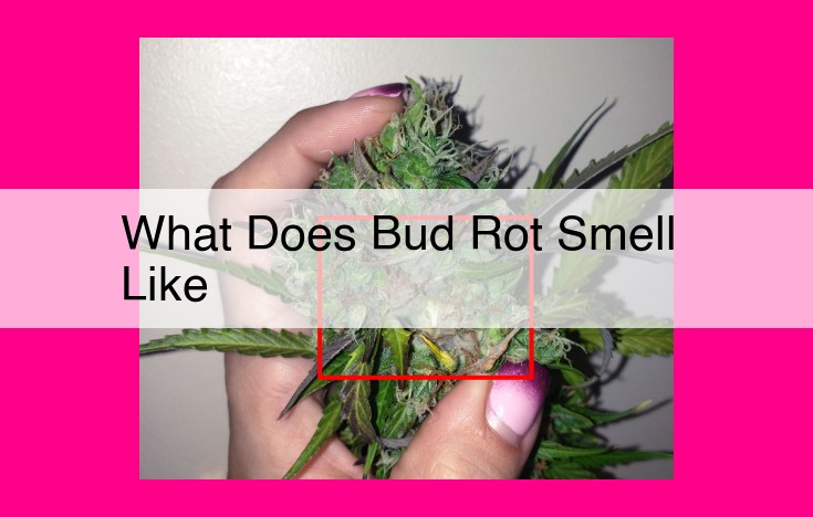 what does bud rot smell like