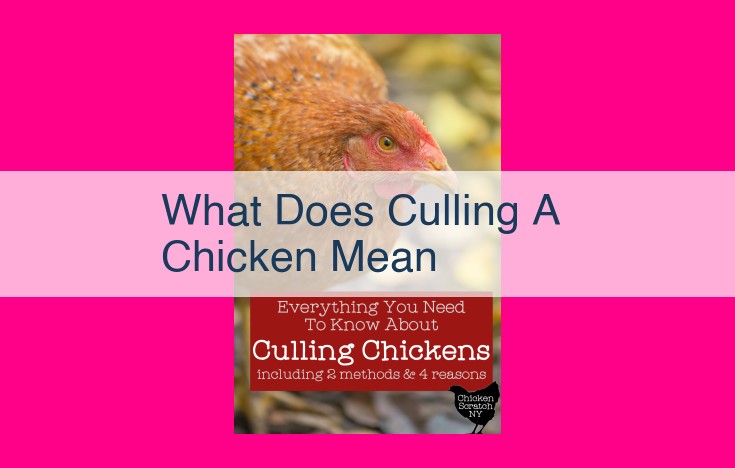 what does culling a chicken mean