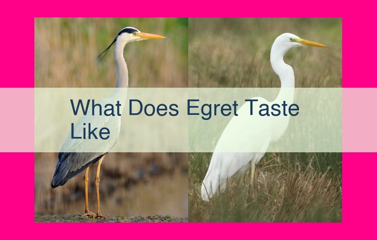 what does egret taste like