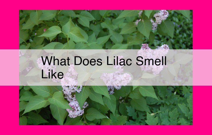 what does lilac smell like