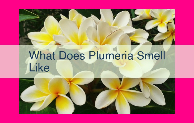 what does plumeria smell like