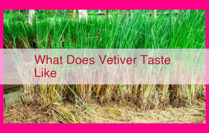 what does vetiver taste like