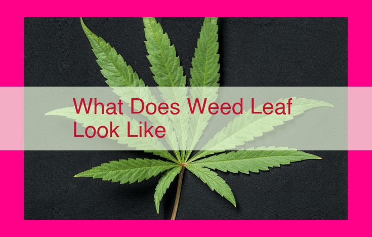 what does weed leaf look like