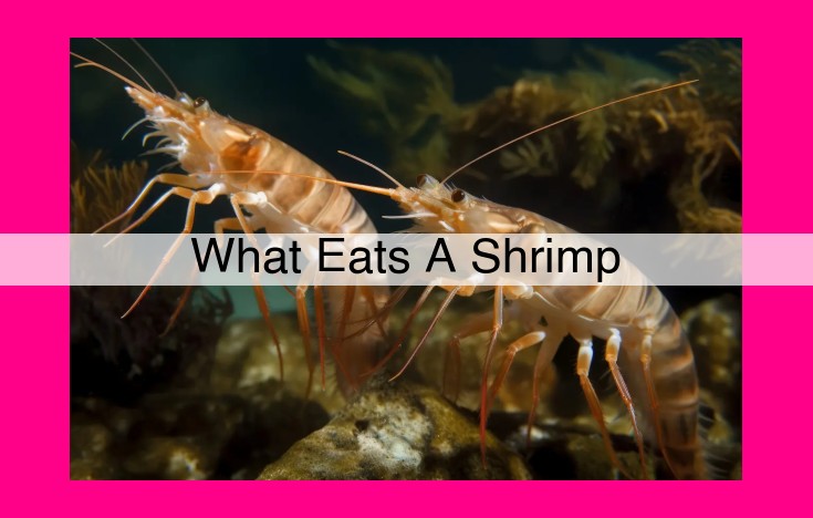 what eats a shrimp