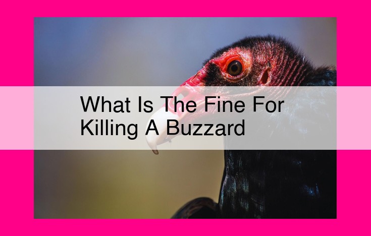 what is the fine for killing a buzzard