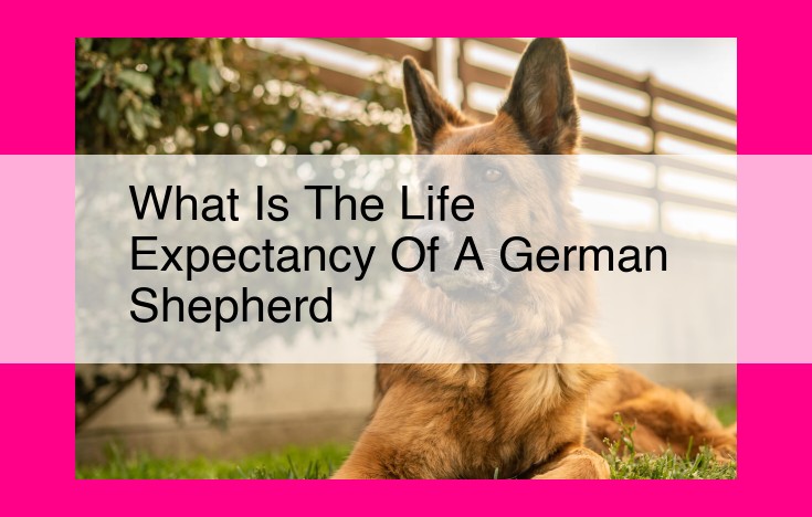 what is the life expectancy of a german shepherd