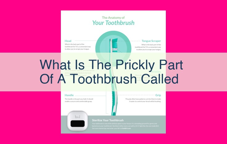 what is the prickly part of a toothbrush called