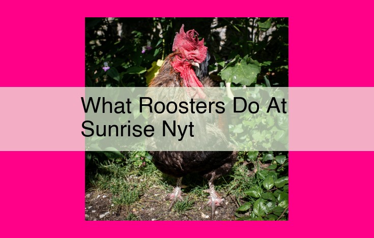 what roosters do at sunrise nyt