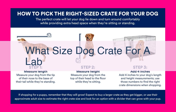 what size dog crate for a lab