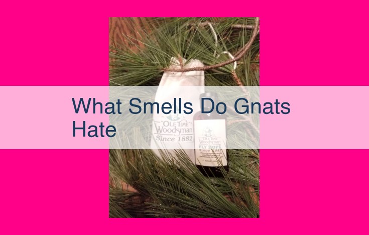 what smells do gnats hate