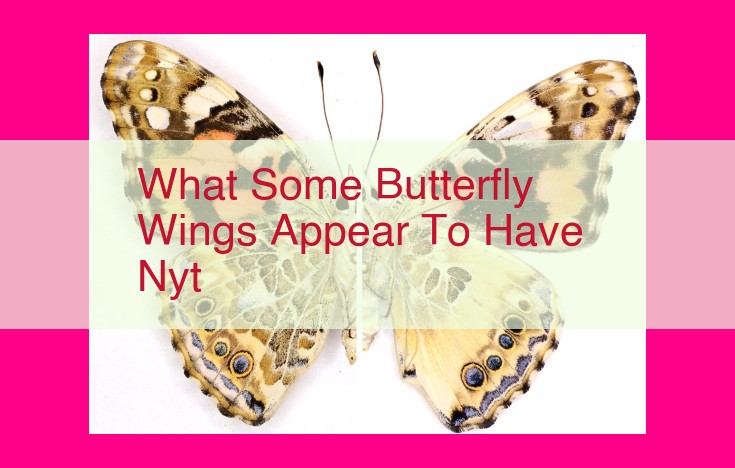 what some butterfly wings appear to have nyt