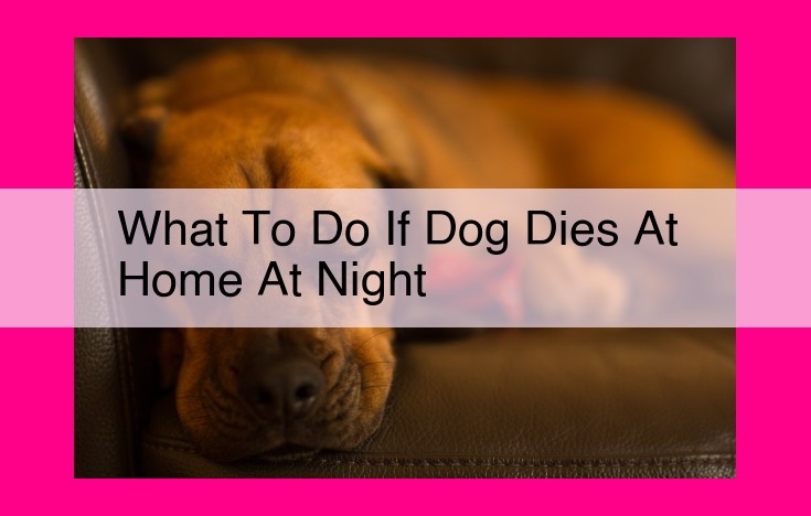 what to do if dog dies at home at night