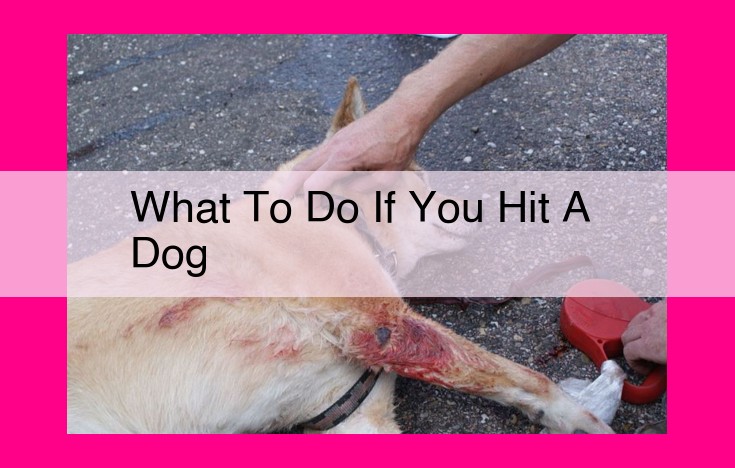 what to do if you hit a dog