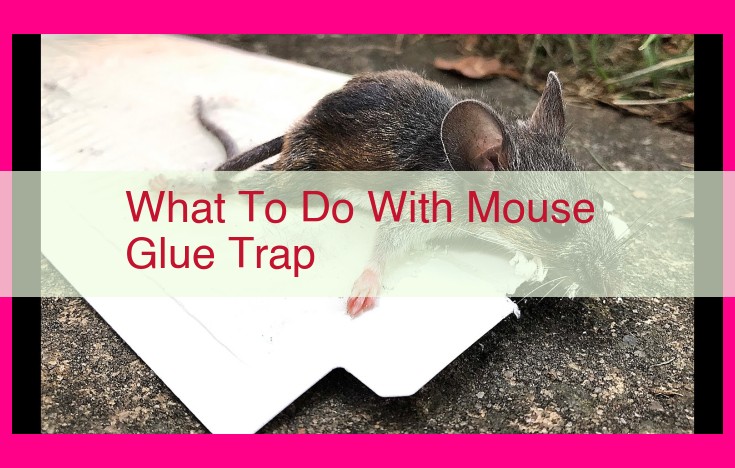 what to do with mouse glue trap