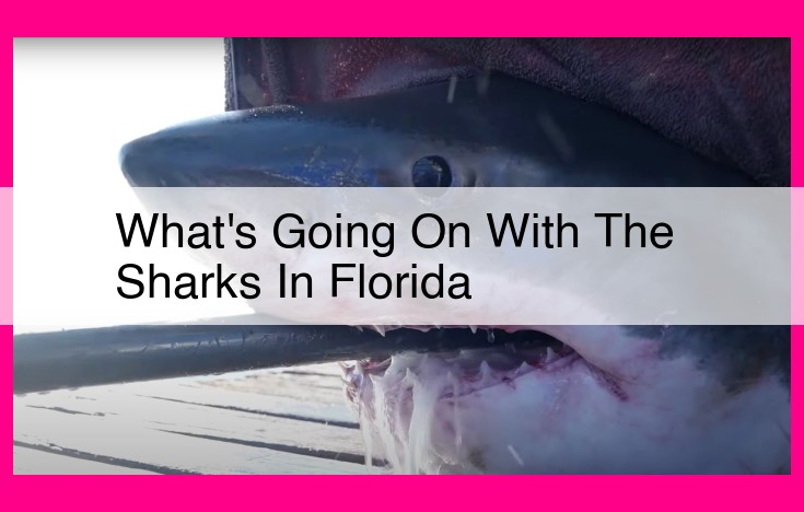 what's going on with the sharks in florida